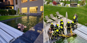 Cow gets lost and falls into the swimming pool of a wellness hotel in Val Venosta: the unusual rescue by the Fire Brigade