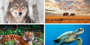 Dark times for wild animals, the vertebrate population has collapsed by 73% in half a century (but there is also good news)