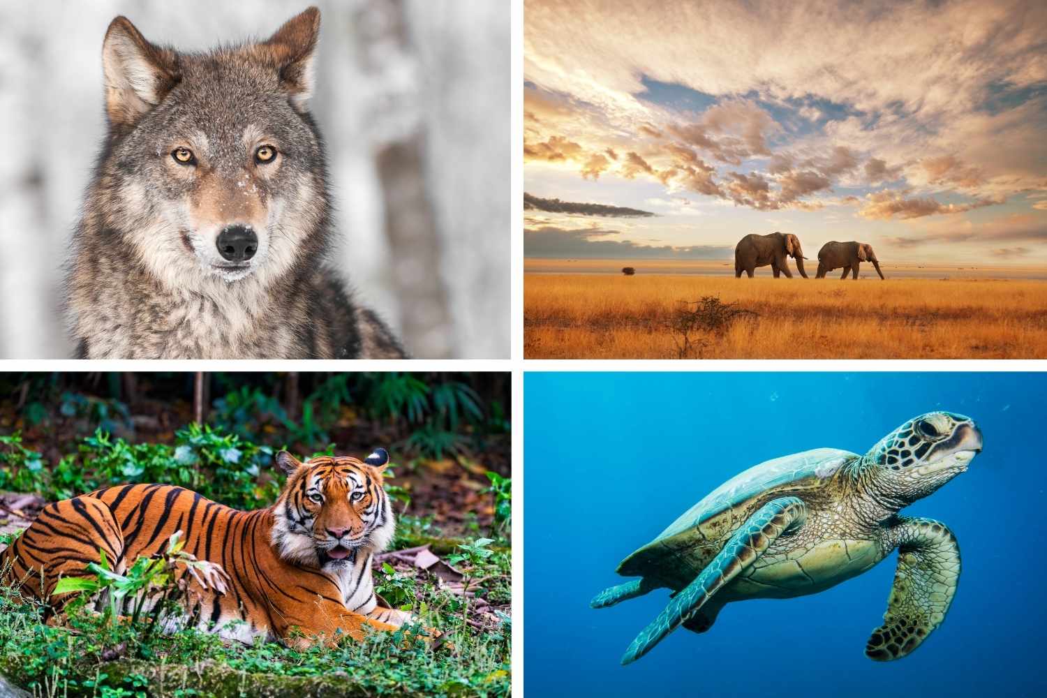 Dark times for wild animals, the vertebrate population has collapsed by 73% in half a century (but there is also good news)