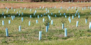 England will plant half a million trees over three years to defend against extreme heat, drought and floods