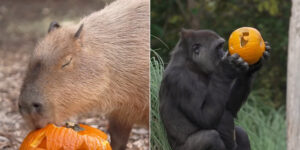Even at the London Zoo they celebrate Halloween with pumpkins distributed to the animals (but what is really scary is the captivity)