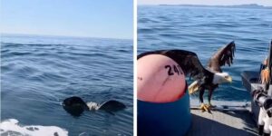 Exhausted eagle in the middle of the sea gets on a boat: the rescue is exciting