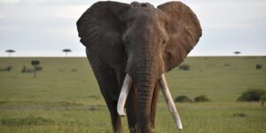 Farewell to Fred, the legendary elephant (with 45 kg tusks each) of the Masai Mara reserve: the super tusker symbol of Kenya has died