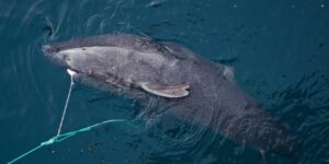 Greenland’s shock plan: kill 1000 hundred-year-old sharks (offering a bounty for each heart taken)