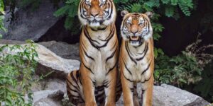 He enters the Siberian tiger enclosure and is mauled, tragedy at the Yorkshire Wildlife Park: “don’t release the videos”