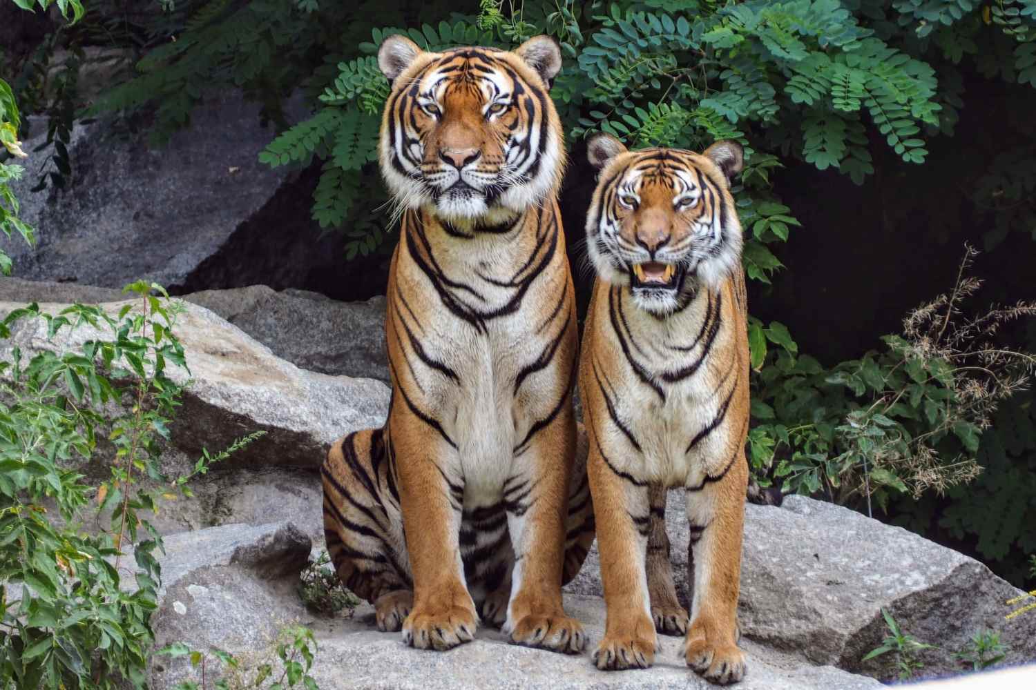 Ucciso tigre