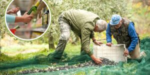 How much does a bottle of extra virgin olive oil really cost? The crisis of Italian farmers concerns all of us