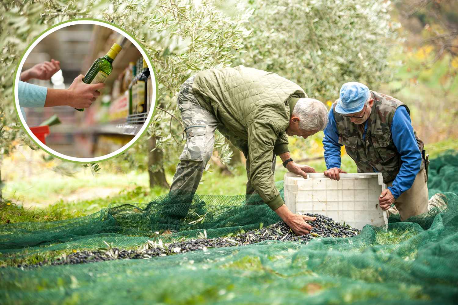 produrre olio extravergine di oliva