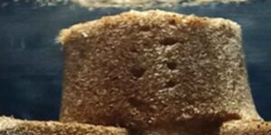 How to retain water in the desert? Scientists create a “living sand” that succeeds 28 times more thanks to bacteria and fungi