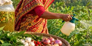 In Bangladesh this farmer prepares the pesticide with neem and garlic: this reduces the costs of chemical products
