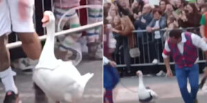 Let’s stop the anachronistic Palio delle Oche of Lacchiarella: birds forced to run for over a kilometer (and dragged with leashes)
