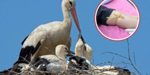 Massacre in the largest stork colony in Sicily: mothers feed their babies with tourniquets mistaken for earthworms