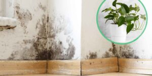 Mold in the house? This Common Plant Could Help Reduce Airborne Spores (But Watch Out for One Detail)