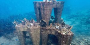 New shelters for corals are born from oyster shells: the invention of three young designers to restore coral reefs