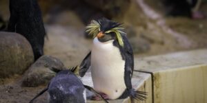 Penguins used as merchandise and resold to pay off debts: the sad epilogue of the Mar del Plata Aquarium (finally closed)