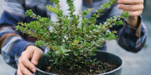 Plants are able to sense touch and scientists have discovered how they react 60 seconds after touch