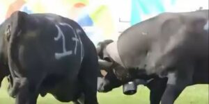 Pregnant cows clash to decide the “queen”: controversy over the anachronistic Bataille des Reines in Valle d’Aosta