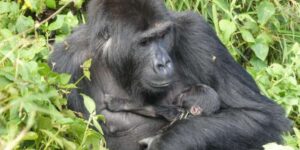 Rescued from poachers and raised by a surrogate mother, this orphaned gorilla gave birth to a baby in the Congo forest