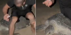 Shocking! Two influencers sit on a protected sea turtle that was laying eggs to create social content
