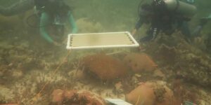 So 20 underwater umbrellas protected Florida’s corals from bleaching during extreme heat