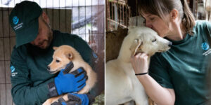South Korea, dogs are no longer eaten, they are adopted! The emotional rescue of 70 dogs from slaughter just a few months after the ban