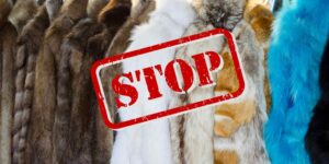 Switzerland makes history: stop the import and sale of fur obtained through animal cruelty (but not immediately)