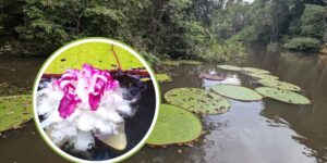 Thanks to a single Instagram photo, a giant water lily visible from space (which is already in danger of extinction) was discovered in Colombia