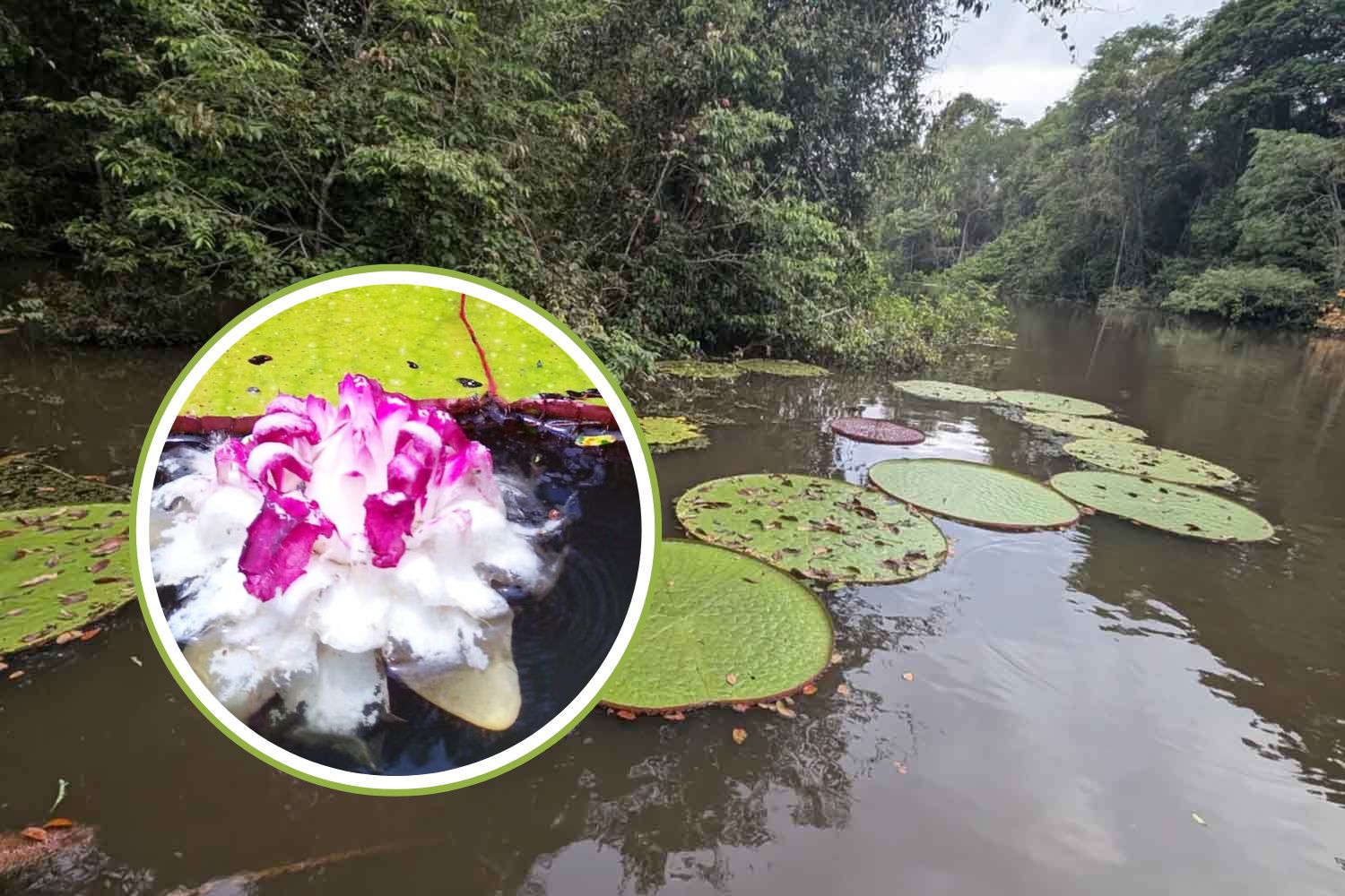 ninfa gigante