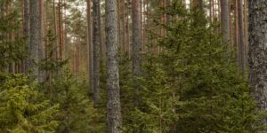 The Florence Charter for Forests is born: institutions, scientists and businesses united to protect forests from the climate crisis