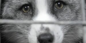 The era of cruel mink fur ends in Denmark: stop to the last farms (after the mass extermination due to Covid)