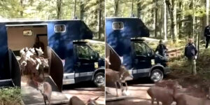 The exciting transfer of 17 Italian deer to Calabria: this is how we are saving a unique subspecies in the world (which risked extinction)