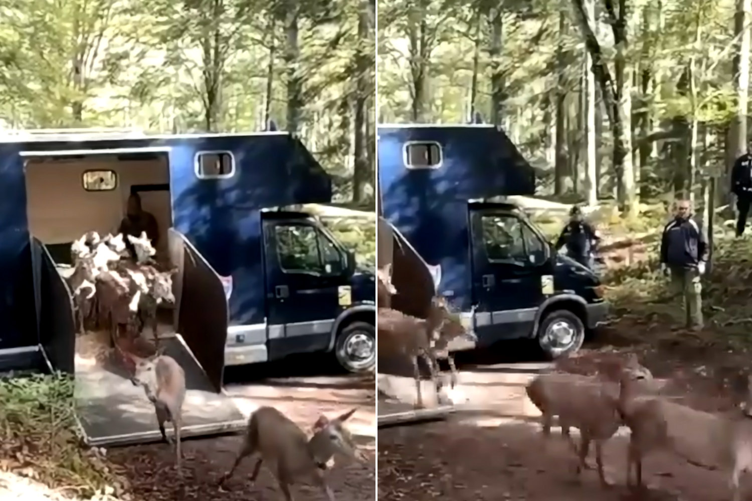 The exciting transfer of 17 Italian deer to Calabria: this is how we are saving a unique subspecies in the world (which risked extinction)