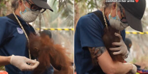The heartbreaking cries of baby orangutans show us the true price of the destruction of Borneo’s burning forests