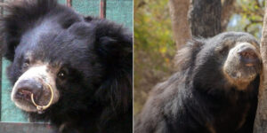 The incredible transformation of Odum, saved from the cruel trade of dancing bears (and renamed by Julia Roberts)