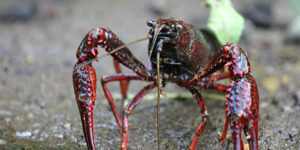 The invasion of the red crayfish devastates Italian rivers: thus the alien crustacean wipes out aquatic life from Garda to Rome