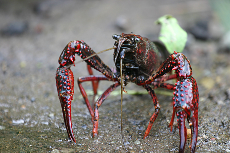The invasion of the red crayfish devastates Italian rivers: thus the alien crustacean wipes out aquatic life from Garda to Rome