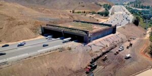The largest wildlife bridge in the world is about to open: it will save thousands of animals (passing over the Los Angeles highway)