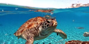 The strange (and fascinating) case of sea turtles that don’t want to leave the Galápagos Islands