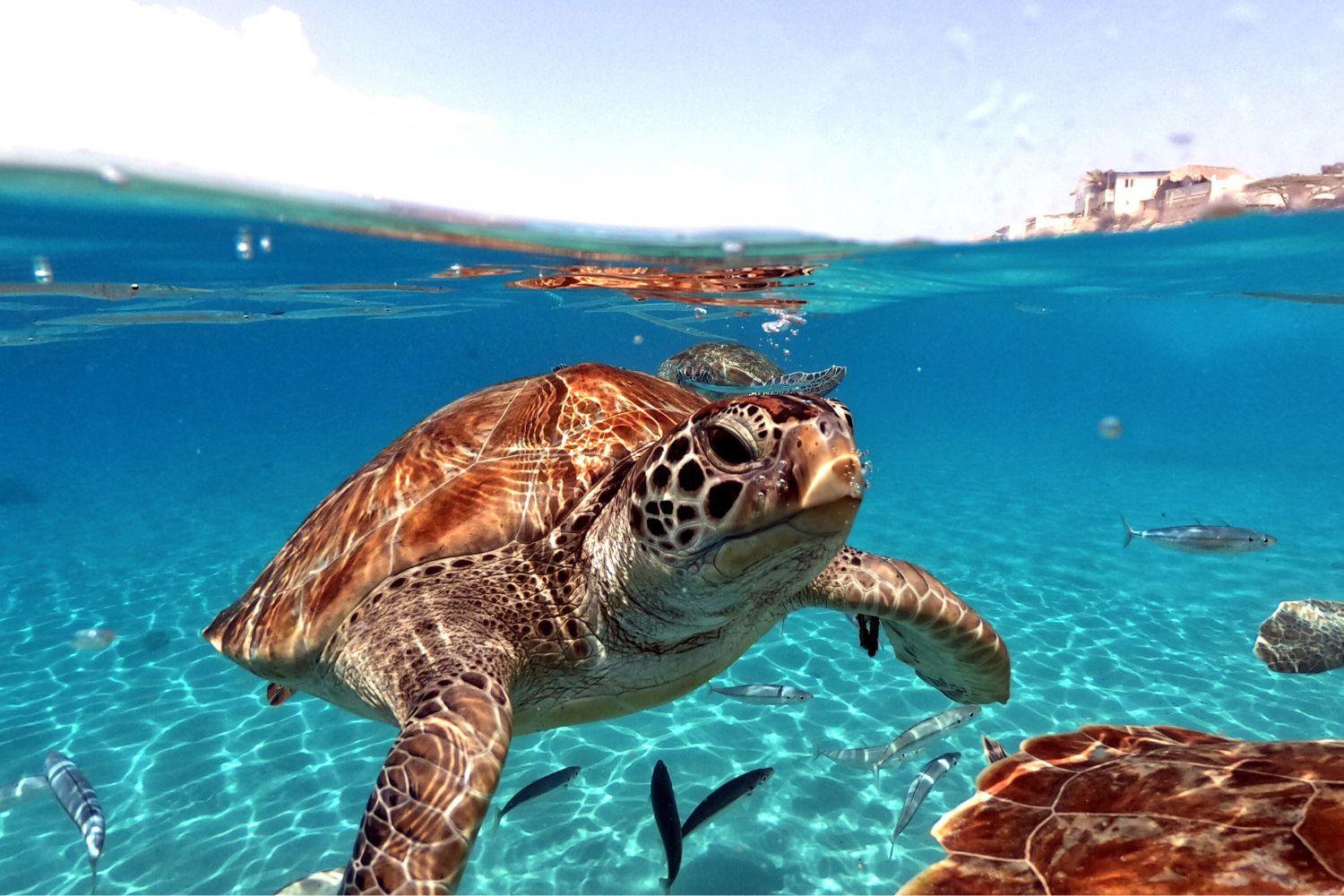 tartarughe galapagos