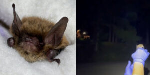 They save a tiny bat at risk of extinction (weighing 6 grams): watch its exciting return to the wild