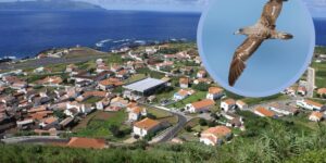 This Azores island turns off all the lights to save the little birds that need to reach the ocean for the first time