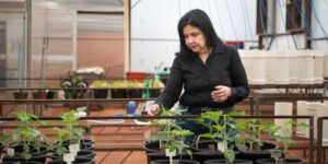 This Brazilian scientist spent 40 years developing bacteria that can replace synthetic fertilizers (to regulate nitrogen)