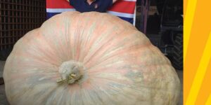 This record pumpkin, renamed Bagheera, weighs 1,295 kg (but another even larger one could steal the record)
