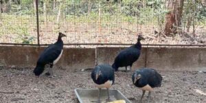 This very rare bird that lives only in Indonesia risks extinction due to illegal animal trafficking (also fueled by social media)