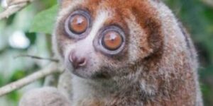 Thought extinct for nearly 100 years, the adorable Bangka slow loris has been rediscovered in Indonesia (but it’s endangered)
