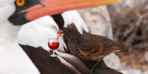 Vampire birds really exist: in the Galápagos these finches hurt gannets and drink their blood