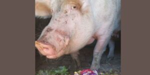 Vittoria, the pig that ended up at the slaughterhouse due to a registration error, was saved a few hours after her death