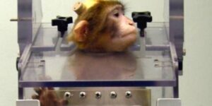 We wanted them free, but Alan and Larry were killed: the bitter epilogue of the Parma macaques, symbol of animal testing