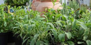 Why you should keep a sage plant on your balcony: It’s not just for cooking