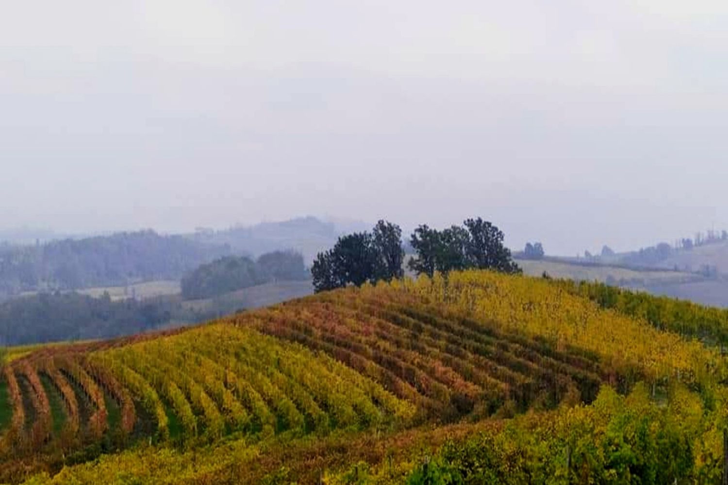 regioni vinicole